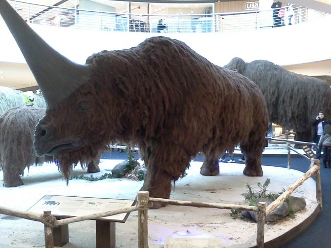 elasmotherium skeleton