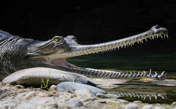 Gharial