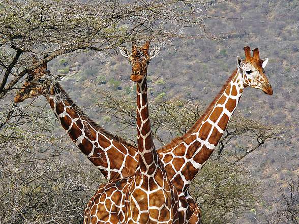 Giraffe – the tallest living animal 