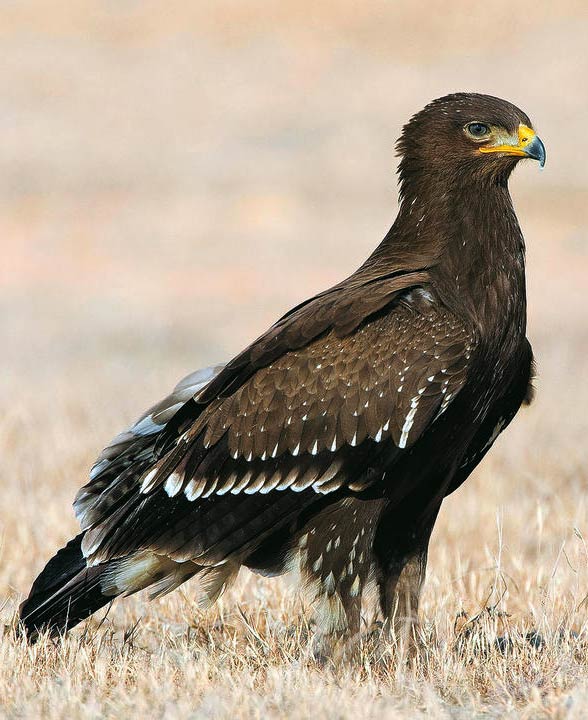 Lesser spotted eagle (Clanga pomarina)