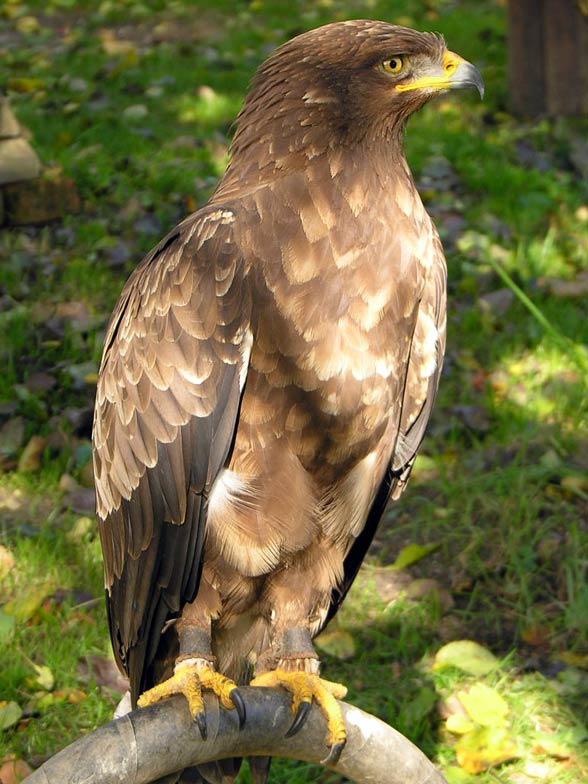 Lesser spotted eagle (Clanga pomarina).