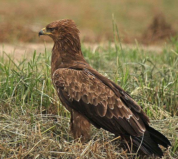 Lesser spotted eagle (Clanga pomarina).