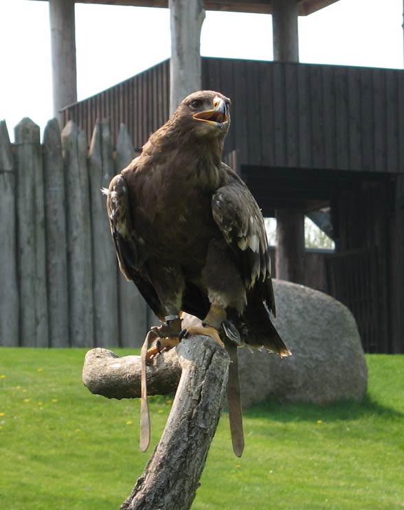 Lesser spotted eagle (Clanga pomarina).