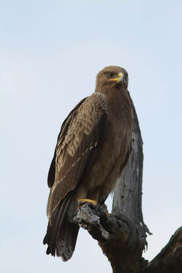 Lesser spotted eagle (Clanga pomarina).