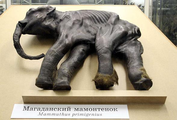 Mammoth