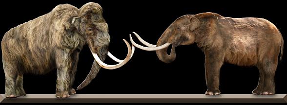 Mammoth, American mastodon