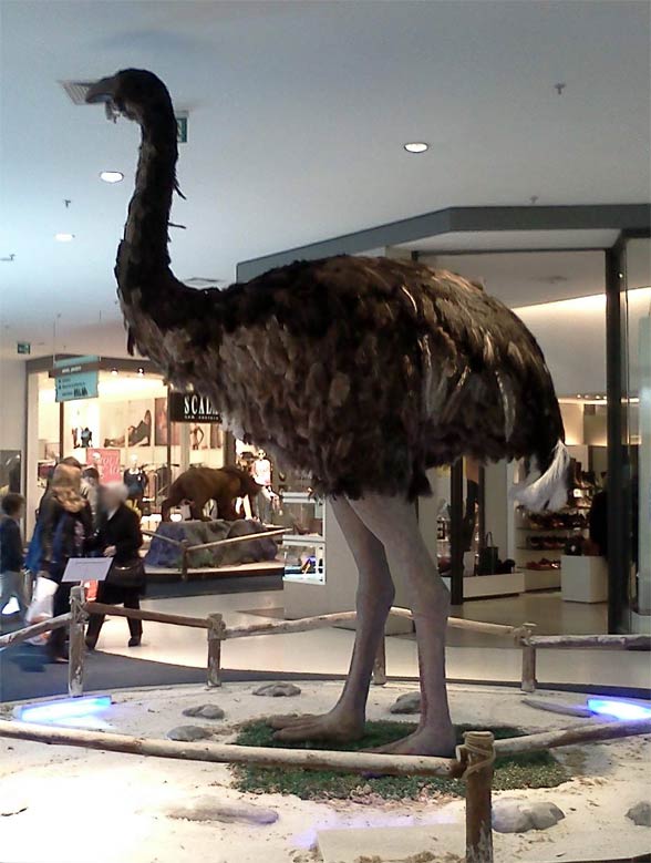 Moa