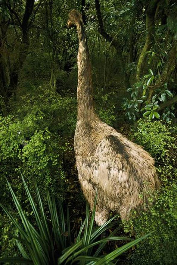 Moa Giant Birds Dinoanimals Com