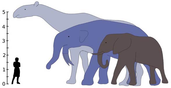 Indricotherium, Paraceratherium, Baluchitherium