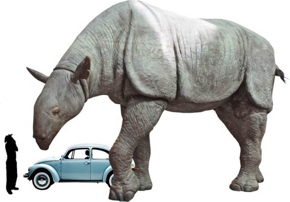 Indricotherium, Paraceratherium, Baluchitherium