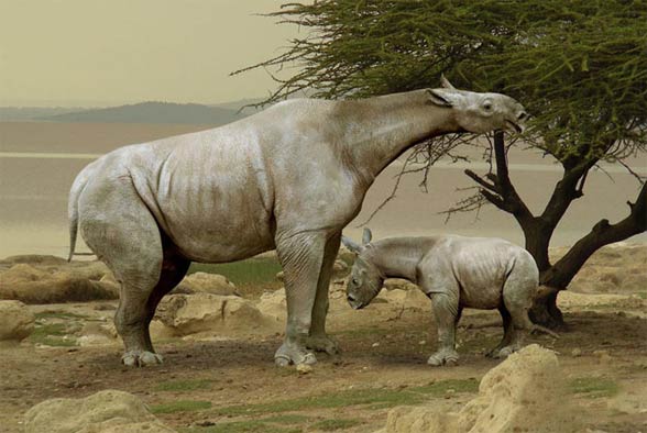 Indricotherium, Paraceratherium, Baluchitherium