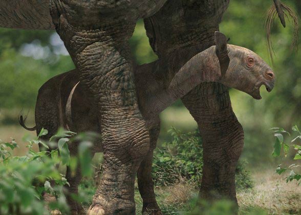 Indricotherium, Paraceratherium, Baluchitherium