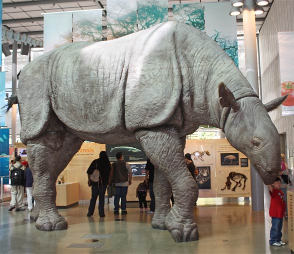 Indricotherium, Paraceratherium, Baluchitherium