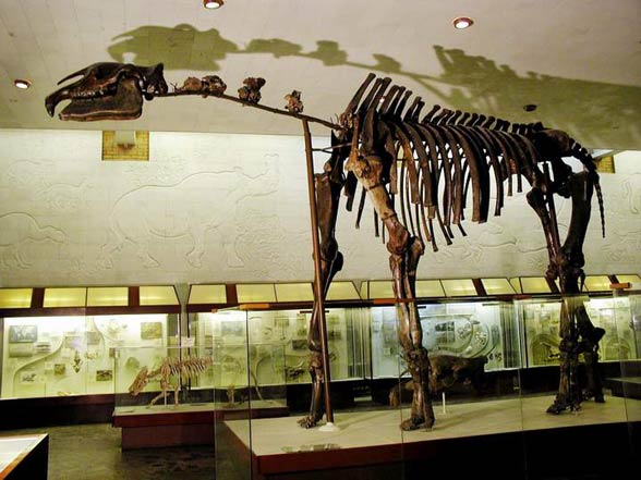 Indricotherium, Paraceratherium, Baluchitherium