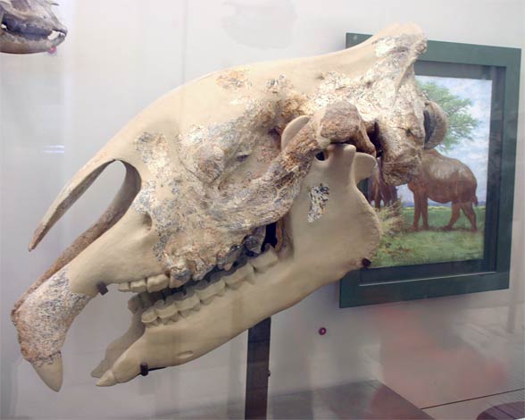 Indricotherium, Paraceratherium, Baluchitherium