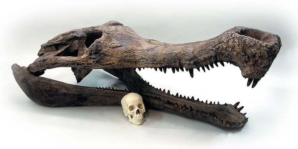 Deinosuchus Pictures - AZ Animals