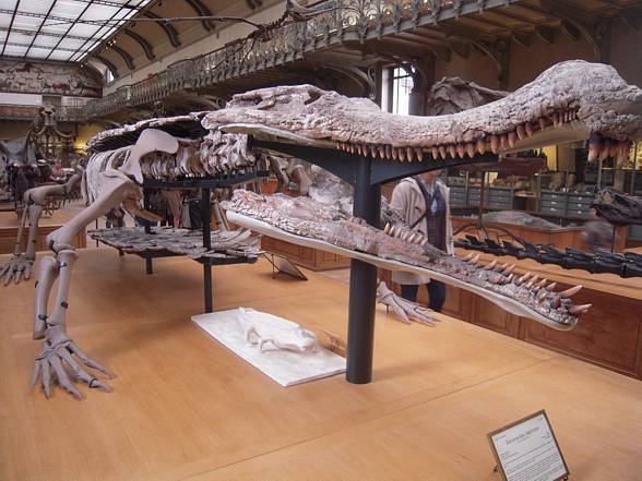 Sarcosuchus