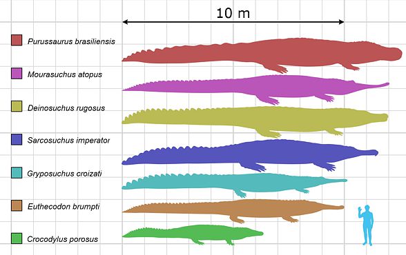 sarcosuchus vs deinosuchus