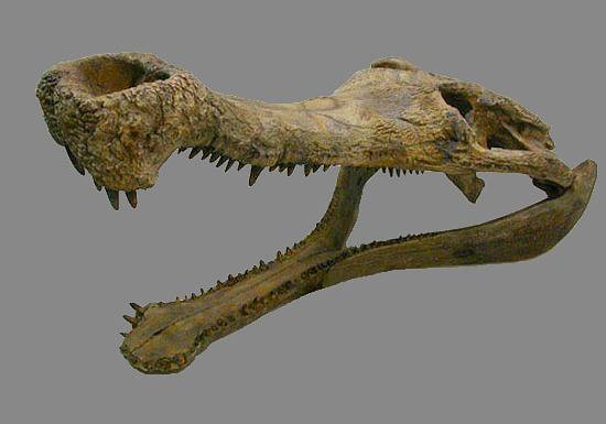 Sarcosuchus