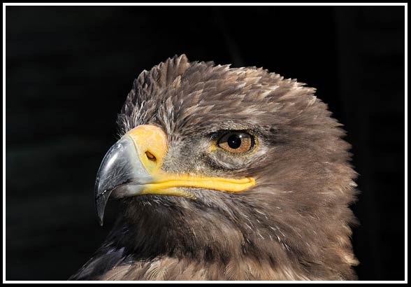 Steppe eagle (Aquila nipalensis).