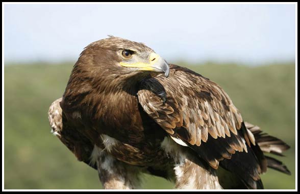 Steppe eagle (Aquila nipalensis).