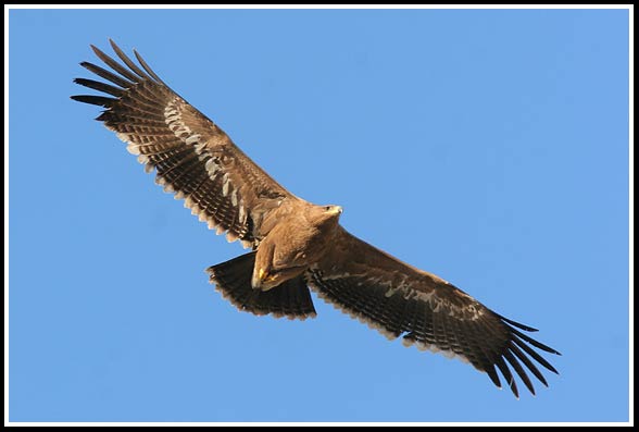 Steppe eagle (Aquila nipalensis).