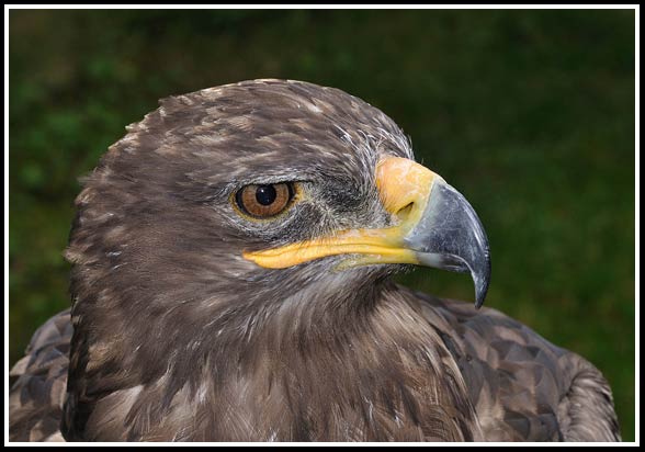 Steppe eagle (Aquila nipalensis).