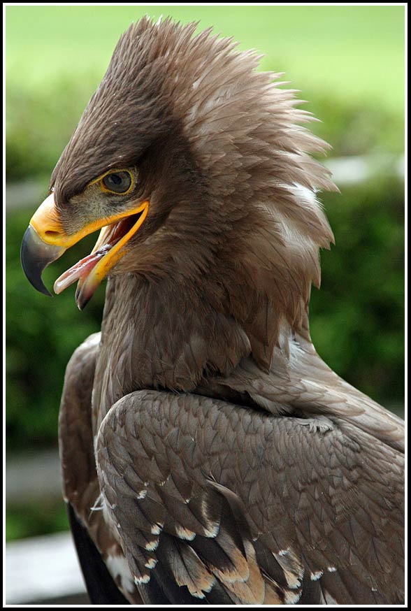 Steppe eagle (Aquila nipalensis)