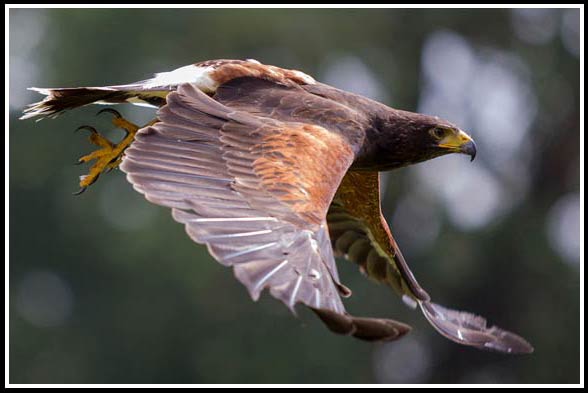 Steppe eagle (Aquila nipalensis)