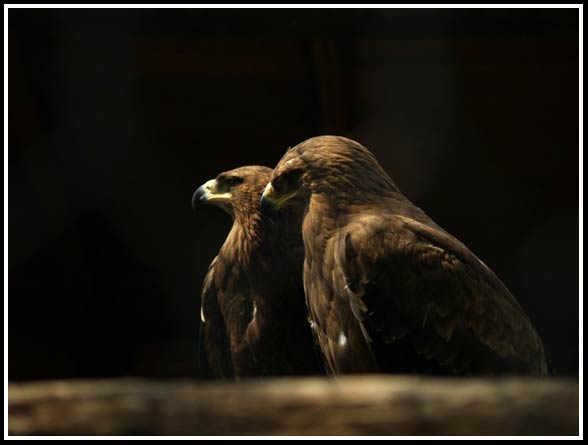 Steppe eagle (Aquila nipalensis).