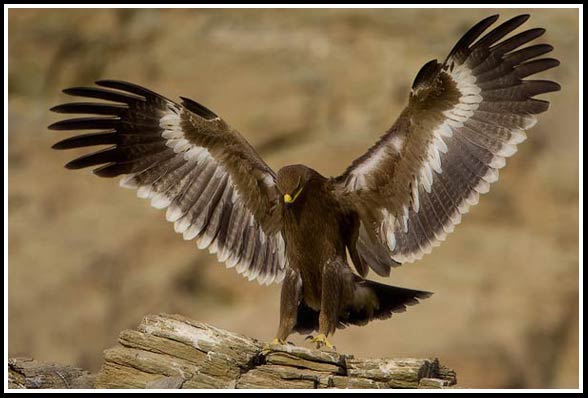 Steppe eagle (Aquila nipalensis).