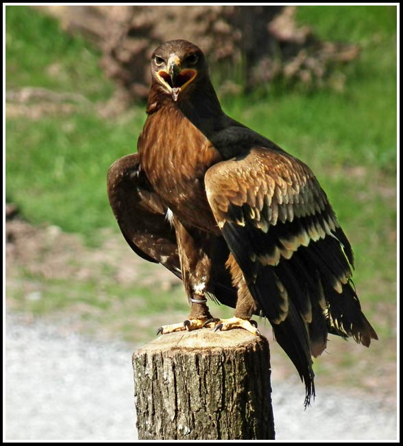 Steppe eagle (Aquila nipalensis)