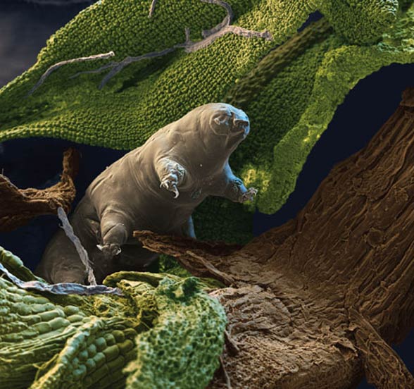 Tardigrades