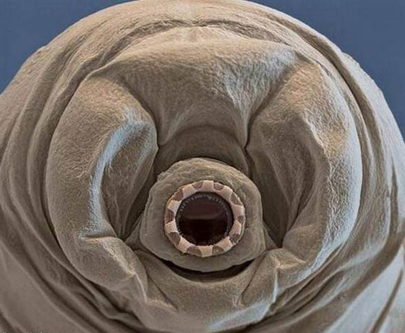 Tardigrades