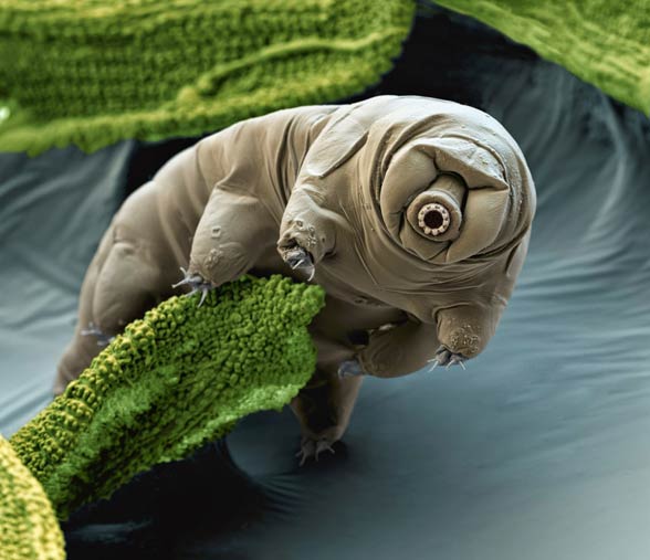 Tardigrades