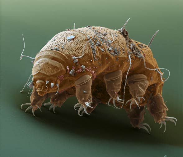 Tardigrades