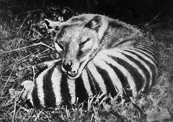 Thylacine, Tasmanian Wolf