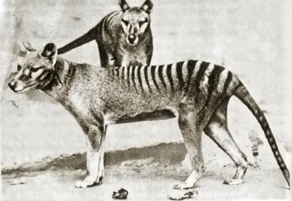 Thylacine, Tasmanian tiger