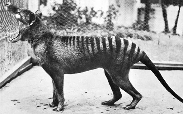 Tasmanian Tiger Animal Facts  †Thylacinus cynocephalus - A-Z Animals