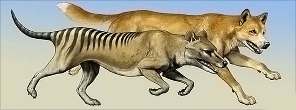 Thylacine, Tasmanian tiger