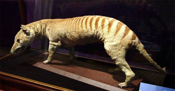 Thylacine, Tasmanian tiger