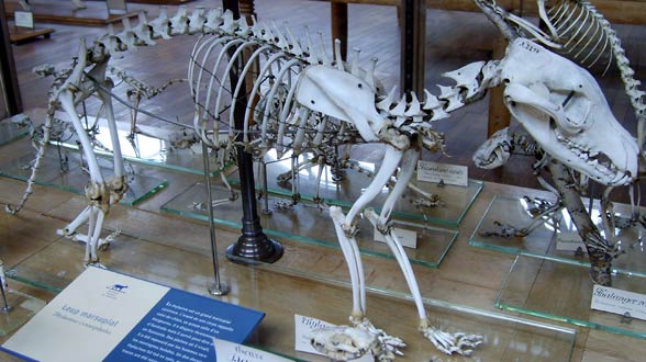 Thylacine, Tasmanian tiger