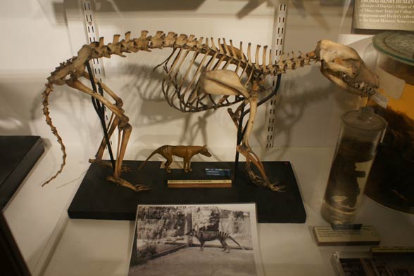 Thylacine, Tasmanian tiger