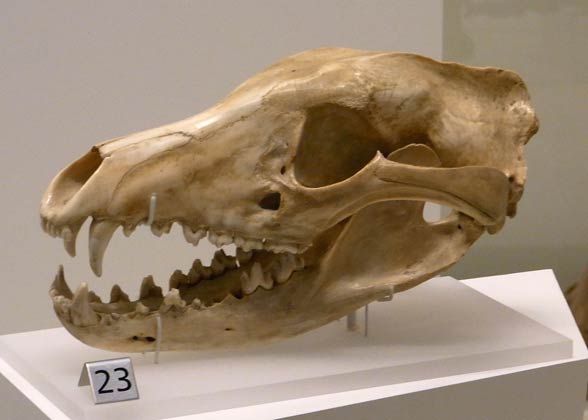 Thylacine, Tasmanian tiger