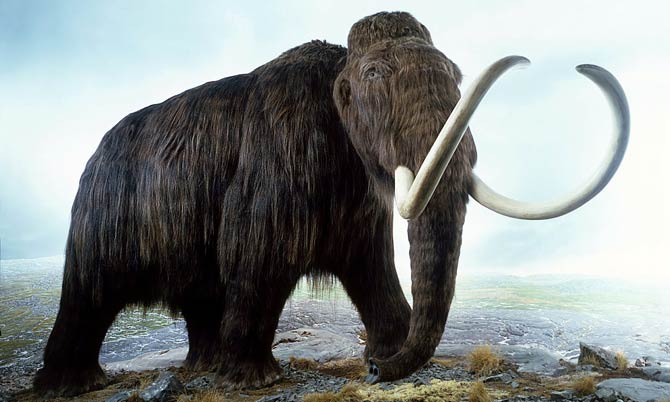 Mammoth (Mammuthus) – a prehistoric elephant | DinoAnimals.com