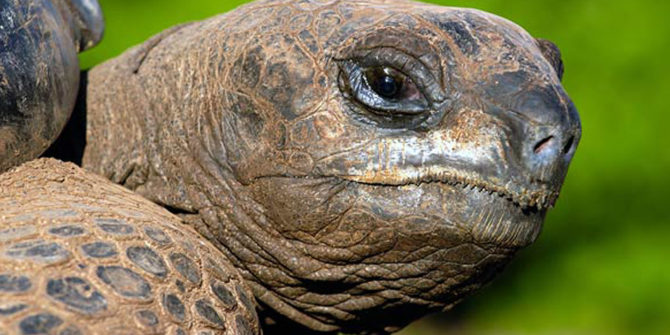 Aldabra giant tortoise | DinoAnimals.com | DinoAnimals.com