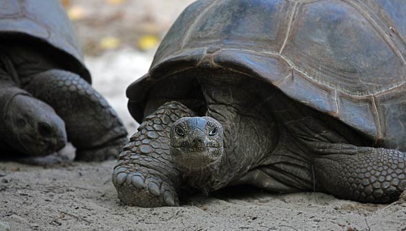 Aldabra giant tortoise