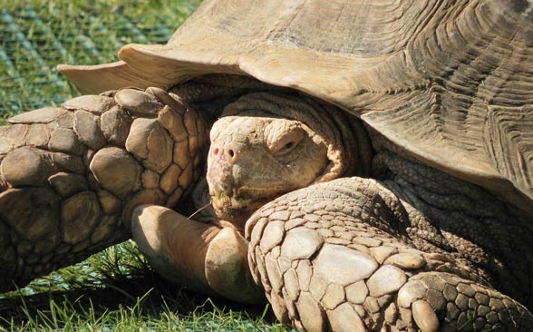 Aldabra giant tortoise