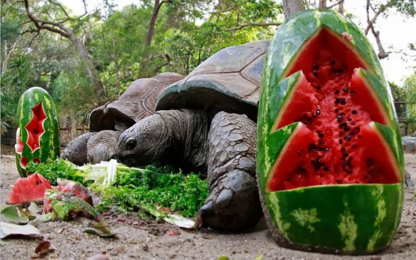 Aldabra giant tortoise 