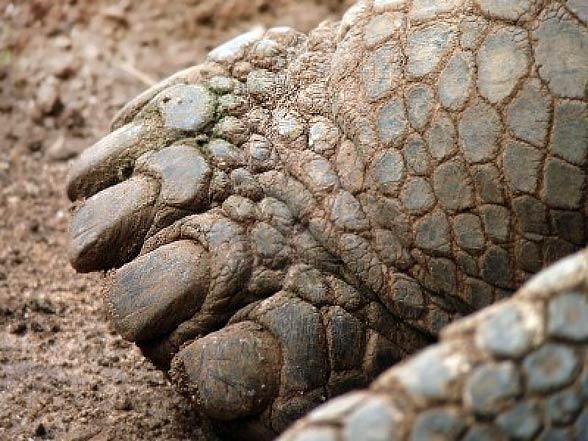 Aldabra giant tortoise